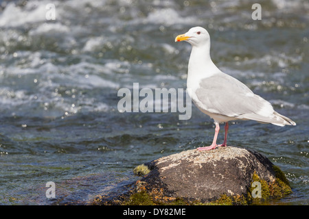 USA, Alaska, Katmai Nationalpark, King Salmon, Brooks Falls, Herring gull (Larus argentatus) Stock Photo