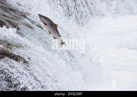 USA, Alaska, Katmai Nationalpark, King Salmon, Brooks Falls, Salmon run Stock Photo