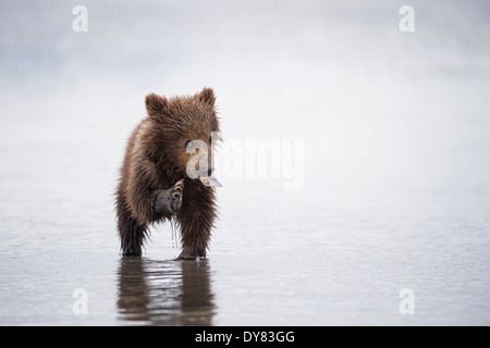 USA, Alaska, Lake Clark National Park and Preserve, Brown bear cub (Ursus arctos) eating a mussel