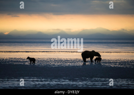 USA, Alaska, Lake Clark National Park and Preserve, Brown bear with cubs searching for mussels in lake