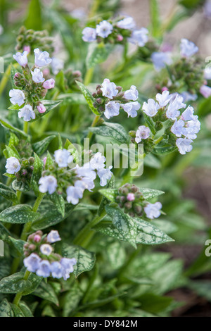 Pulmonaria Opal, Ocupol, Jerusalem Cowslip, Lungwort. Perennial, April. White flowers and variegated foliage. Stock Photo