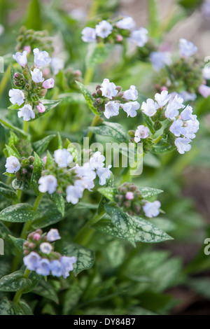 Pulmonaria Opal, Ocupol, Jerusalem Cowslip, Lungwort. Perennial, April. White flowers and variegated foliage. Stock Photo