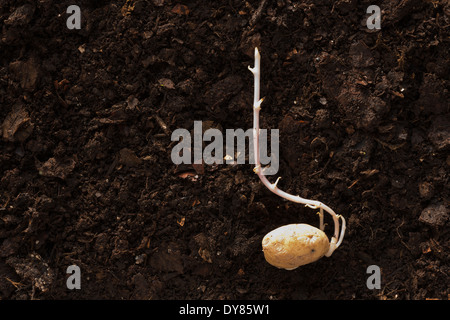 Potato tuba tuber shooting sending up new growth stem from lateral buds in darkness against organic home made mulch compost Stock Photo