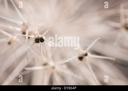 Seed head of Allium cristophii an ornamental bulbous plant huge globes of small star shaped fireworks frozen in mid explosion Stock Photo