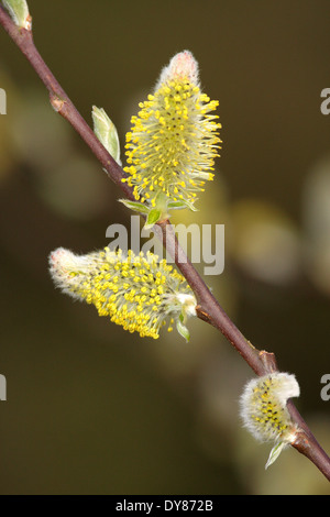 Great Sallow or Goat Willow male catkins Stock Photo