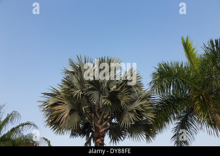 Palm Tree Fronds  and Blue Sky, Florida, USA Stock Photo