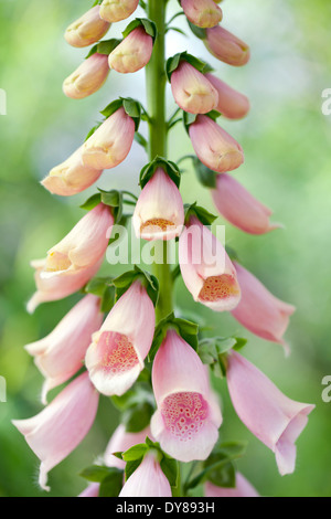 Digitalis purpurea 'Apricot', Foxglove. Biennial. May, Early Summer. Pink/peach coloured flowers. Stock Photo