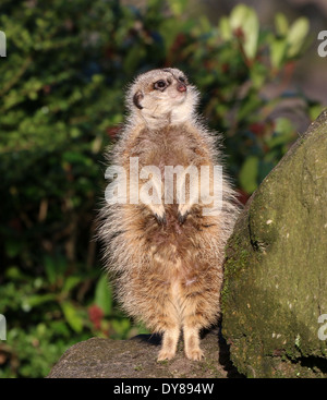 Close-up of an  African Meerkat (Suricata suricatta), standing upright Stock Photo
