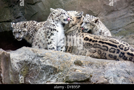 Two Snow Leopard cubs sitting with their mother Stock Photo