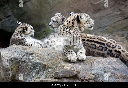 Two Snow Leopard cubs sitting with their mother Stock Photo