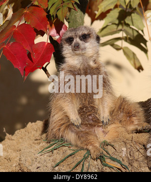 Close-up of an  African Meerkat (Suricata suricatta) Stock Photo