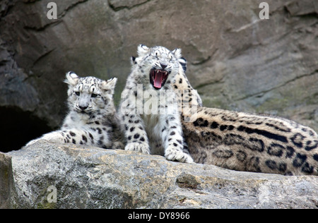Two Snow Leopard cubs sitting with their mother Stock Photo