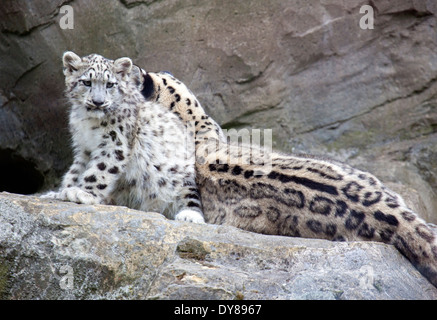 Two Snow Leopard cub sitting with their mother Stock Photo