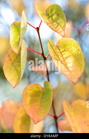 Cercidiphyllum japonicum 'Heronswood Globe', Katsura Tree. Tree, October. Yellow autumn foliage in sunlight. Stock Photo