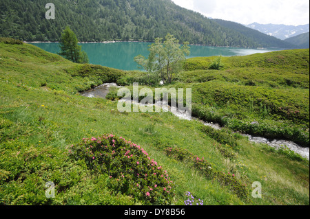 Switzerland, Ticino, Ritom, Piora, lake, green, Alpine roses, Stock Photo