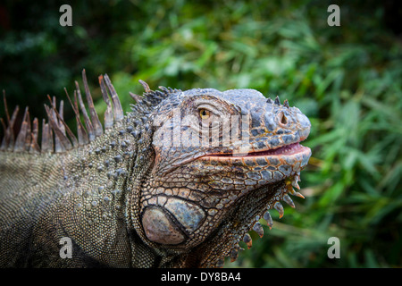 Green Iguana emerges from Costa Rican jungle in Central America Stock Photo