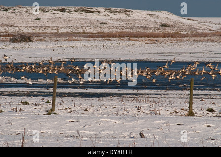 European Teal (Anas crecca crecca) on coastal marsh during winter snow in Great Britain Stock Photo