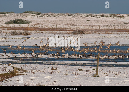 European Teal (Anas crecca crecca) on coastal marsh during winter snow in Great Britain Stock Photo