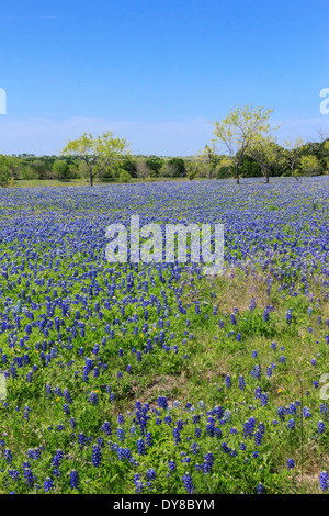 bluebonnets, Ennis, field, springtime, Texas, USA, United States, America, flowers, blue Stock Photo