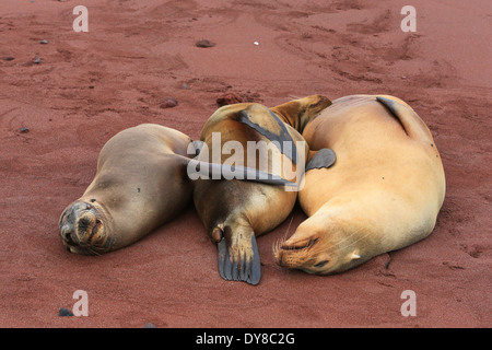 Three sea lions lying together on the red sand beach at Rabida Island, Galapagos Islands, Ecuador. Stock Photo