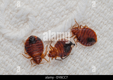 Bed Bugs (Cimex lectularius) an emerging pest species, on an embroidered bed sheet, Spain Stock Photo