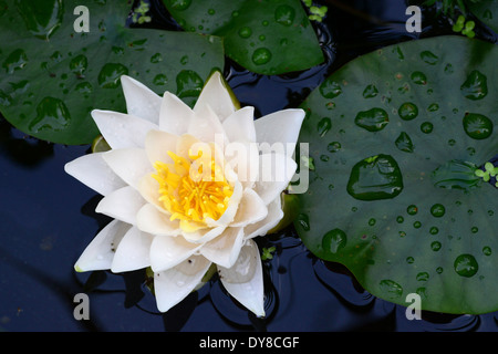 White lily on the water Stock Photo