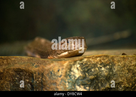 king cobra, ophiophagus hannah, snake, head, animal Stock Photo