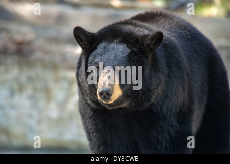 black bear, ursus americanus, bear, animal, USA, United States, America, Stock Photo