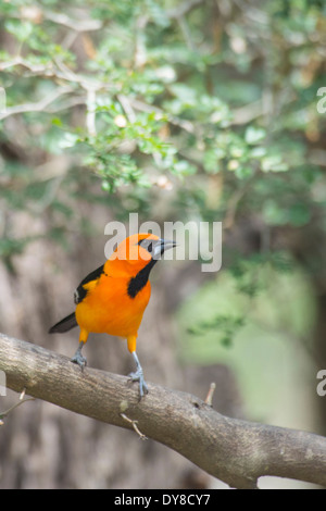 altamira oriole, icterus gularis, Texas, USA, United States, America, bird Stock Photo