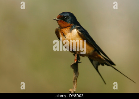 Barn Swallow - Hirundo rustica - Adult Stock Photo