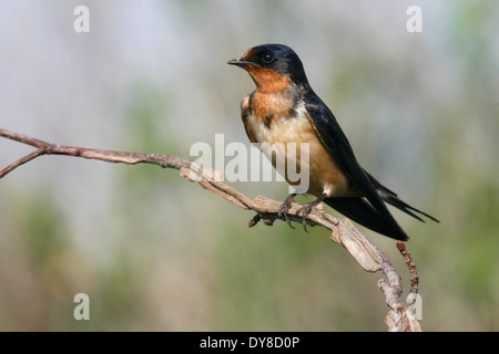 Barn Swallow - Hirundo rustica - Adult female Stock Photo