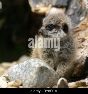 Baby meerkat watching out Stock Photo