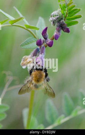 A Bumblebee on a purple wildflower in a Cumbrian meadow
