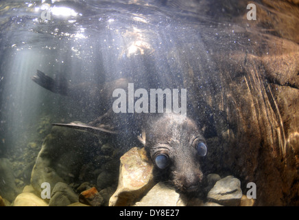 New Zealand fur seal pups, Arctocephalus forsteri, in freshwater stream in Ohau Point Seal Colony,  New Zealand Stock Photo