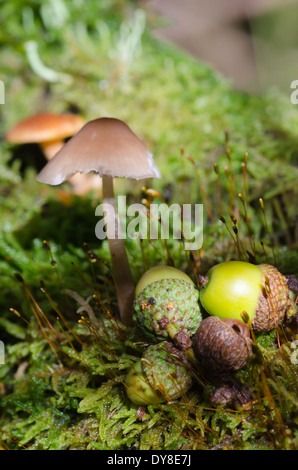 A Cumbrian autumnal scene of mushrooms and acorns on moss in Eskdale Stock Photo