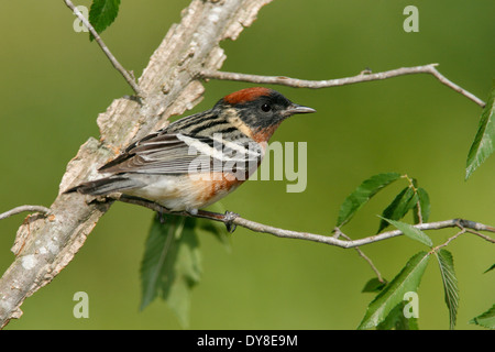 Bay-breasted Warbler - Setophaga castanea - Adult male breeding Stock Photo