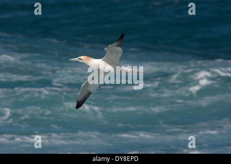 An adult Northern Gannet flying low over a rough sea off Cornwall, UK. Stock Photo
