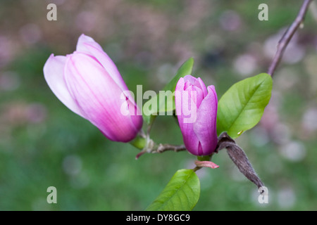 Unopened flower buds of Magnolia 'Apollo'. Stock Photo