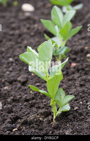 Newly planted Broad Beans 'St. Goran', Stock Photo