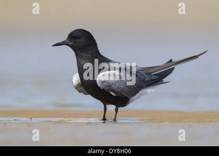 Black Tern - Chlidonias niger - Breeding adult Stock Photo