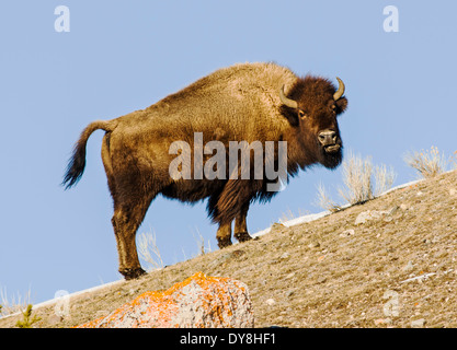 American Bison, American Buffalo, Yellowstone National Park, Wyoming, USA Stock Photo