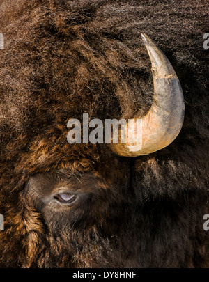 American Bison, American Buffalo, in deep winter snow, Yellowstone National Park, Wyoming, USA Stock Photo