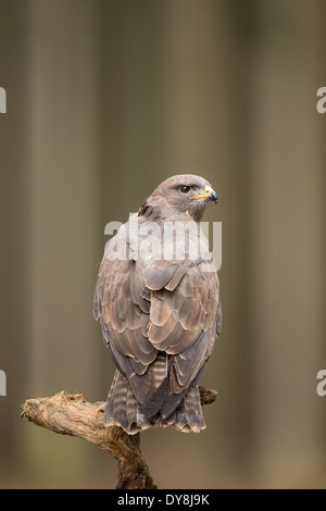 Common Buzzard (Buteo buteo) perched on a branch Stock Photo