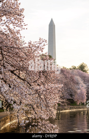 WASHINGTON DC, USA - The famous cherry blossoms at Washington DC's Tidal Basin burst into bloom for the spring of 2014. The bloom has been delayed due to a long and colder than average winter. Stock Photo