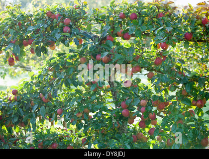 Malus Kidd's Orange Red, Apple, September, Autumn. Espaliered tree bearing fruit. Stock Photo