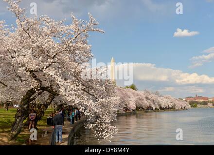 Washington, DC, USA. 9th Apr, 2014. The Washington Monument is seen behind cherry blossoms on the edge of the Tidal Basin in Washington, DC, capital of the United States, April 9, 2014. Credit:  Yin Bogu/Xinhua/Alamy Live News Stock Photo