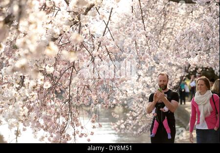 Washington, DC, USA. 9th Apr, 2014. Tourists enjoy the sight of cherry blossoms on the edge of the Tidal Basin in Washington, DC, capital of the United States, April 9, 2014. Credit:  Yin Bogu/Xinhua/Alamy Live News Stock Photo