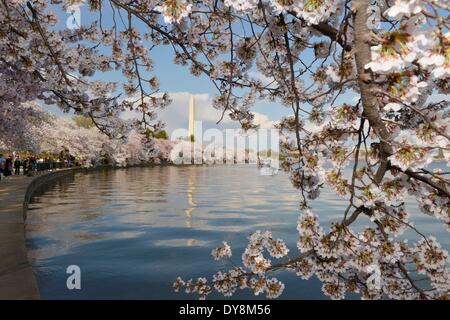 Washington, DC, USA. 9th Apr, 2014. The Washington Monument is seen through cherry blossoms on the edge of the Tidal Basin in Washington, DC, capital of the United States, April 9, 2014. Credit:  Yin Bogu/Xinhua/Alamy Live News Stock Photo