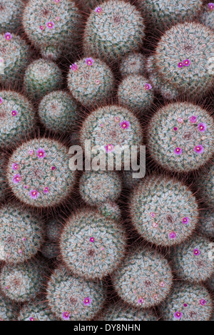 Cactus Mammillaria Bombycina cactaceae Stock Photo - Alamy