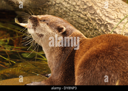 An African Clawless Otter throwing fish around while feeding. Stock Photo